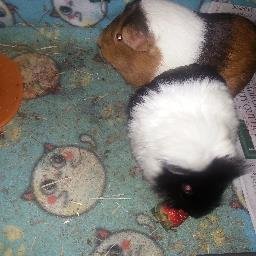 Profile Picture of Marsh And Brownie (@PageMarcie) on Twitter
