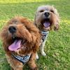 Profile Picture of Winston & Howard 🐾 (@@theoodlebros) on Tiktok