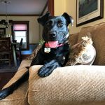 Profile Picture of Tyler Curran (@maggieboothedog) on Instagram