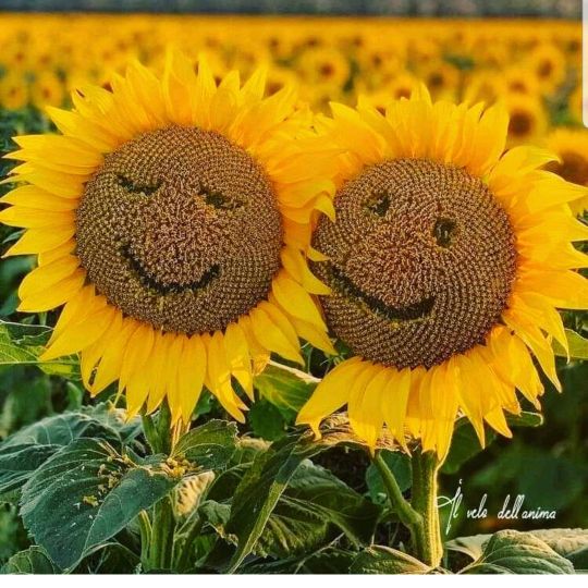 Profile Picture of marcoredolfi68 (@marcoredolfi1) on Tiktok