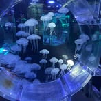 Profile Picture of Nguyễn T. Hải (@Nguyễn-T-Hải) on Facebook