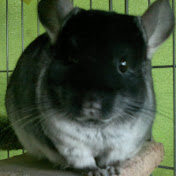 Profile Picture of Carol Xue (@HalfWaltz) on Youtube