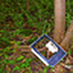 Profile Picture of amanda grant (@ARG! amanda rose grant) on Flickr