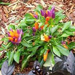 Profile Picture of Jaclyn Kessler (@kesslerjaclyn) on Instagram