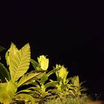 Profile Picture of Brian Mudd (@litfamgucci3333) on Instagram