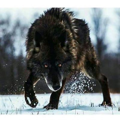 Profile Picture of Dominick Alexander Chavez (@Dominic40068205) on Twitter