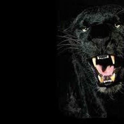 Profile Picture of John Louk (@Panthiras303) on Twitter