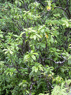 Profile Picture of Pisonia umbelliferaon Wikipedia