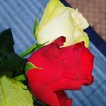 Profile Picture of Nè🌹 (@nancy_starace_01) on Instagram