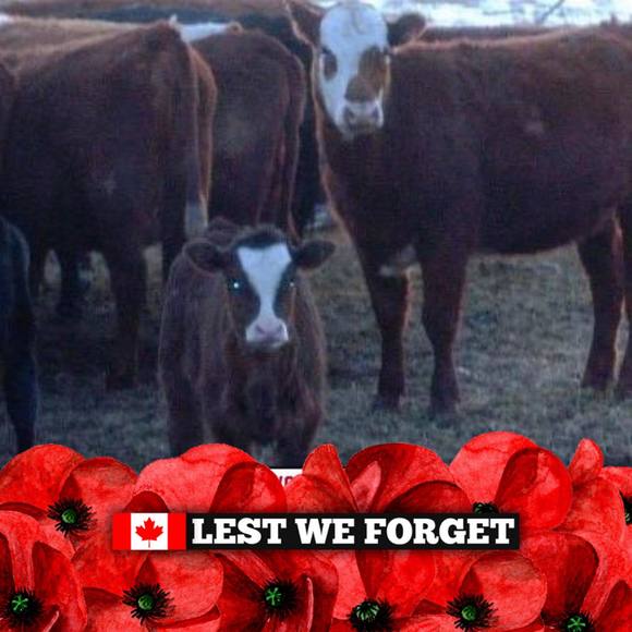 Profile Picture of Robin Strome (@robinstrome) on Poshmark