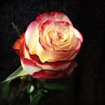 Profile Picture of Amanda Chacon-Taylor (@xadnama) on Instagram