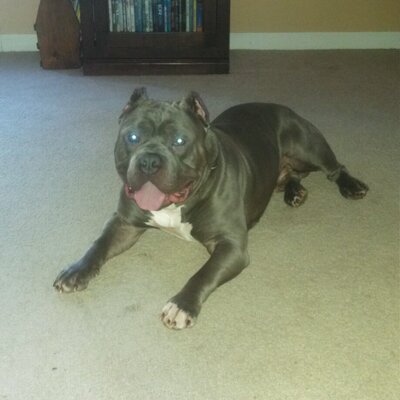 Profile Picture of Doug Willis (@archcitybullys) on Twitter