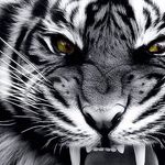 Profile Picture of Bianca Wilkinson (@bianca.wilkinson.100) on Instagram