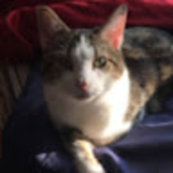 Profile Picture of Kim Cordero (@tangerine3216) on Poshmark