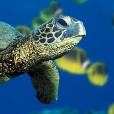 Profile Picture of Brian Medrano (@brianmedrano6) on Twitter