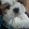 Profile Picture of Ann Renshaw (@@pipstop00) on Tiktok