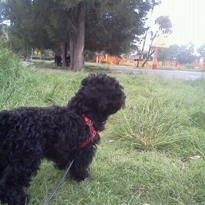 Profile Picture of Daniel Cataneo (@SinchiyConchi) on Twitter