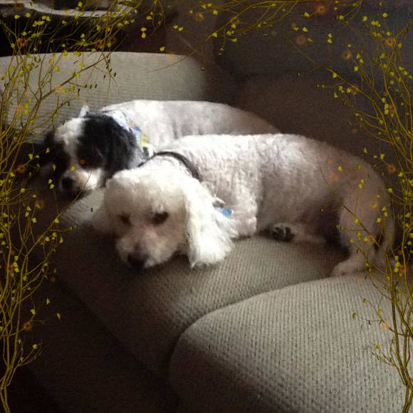 Profile Picture of Sharon Melohn (@sharonmelohn) on Poshmark