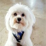 Profile Picture of Joey🐶 (@joey.gupta) on Instagram