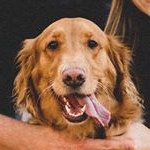 Profile Picture of Lillie The Golden Retriever (@lilliethepupp) on Instagram