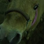 Profile Picture of Luke - Kleiner Mann ganz groß (@luke_kleinermann_ganzgross) on Instagram