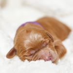 Profile Picture of David Broderick (@lakeviewkennel) on Instagram