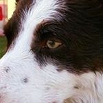 Profile Picture of Troy McConaughey (@troymcconaughey) on Instagram