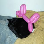 Profile Picture of Amanda Oballe (@musikpep) on Instagram