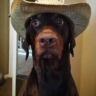 Profile Picture of James Marrs (@bullmoose17) on Twitter