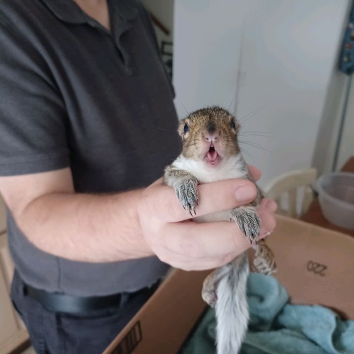 Profile Picture of Aaron Alderman (@opkangaroo) on Tiktok