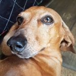 Profile Picture of Paul Walker (@paulwalker.sausage) on Instagram