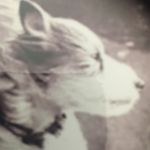 Profile Picture of Robin Bruce (@londoneroyster) on Instagram