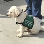 Profile Picture of Kelsey Barrett (@diamondsintheruffguidedogs) on Instagram