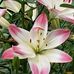 Profile Picture of Debra Banger Sauer Zipfel (@debra.sauer.1) on Facebook