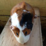 Profile Picture of Max Wallach (@maxwallach12345) on Instagram