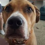 Profile Picture of Kristin Brandt Alverson (@alverskris) on Instagram