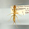 Profile Picture of Grylloblattidaeon Wikipedia