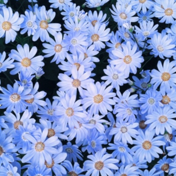 Profile Picture of Annabelle Odonnell (@bella1029g) on Poshmark