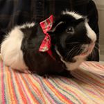 Profile Picture of Robert & Bernie 🖤🐹🐹 (@robertandbernie) on Instagram