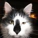 Profile Picture of Lisa Legate (@legate3074) on Pinterest