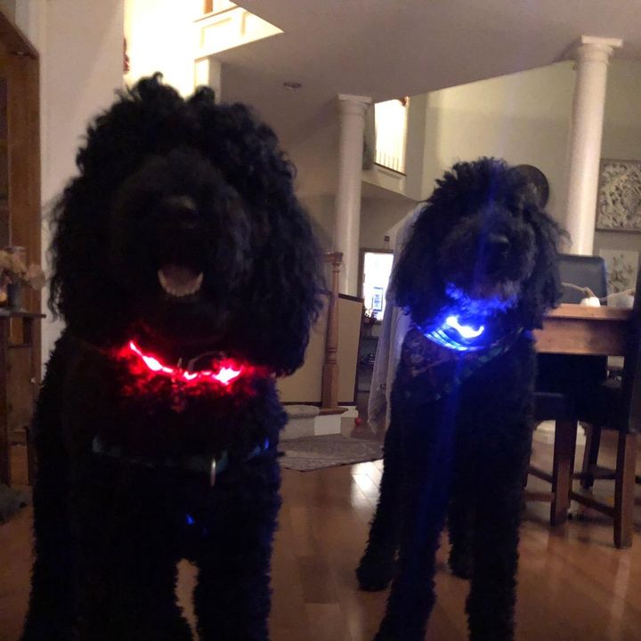 Profile Picture of cindy christman (@poodlelove33) on Tiktok