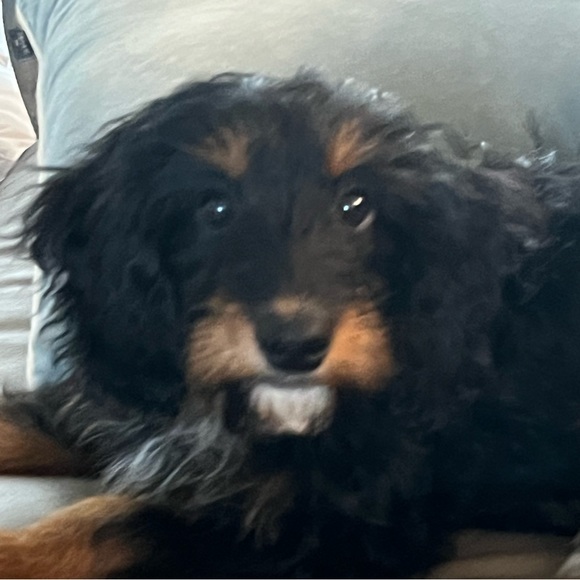 Profile Picture of Morgan💕🫶🏻 Berryman (@morgan_berryman) on Poshmark