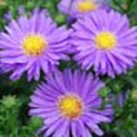 Profile Picture of Amanda Alejo (@amanda-alejo) on Quora