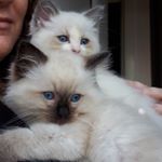 Profile Picture of Kerrie Reid (@double_trouble_ragdolls) on Instagram