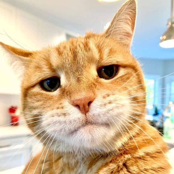 Profile Picture of James Morales (@eagles0211) on Poshmark