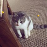 Profile Picture of Roger Roberts (@rogerthat_rogercat) on Instagram