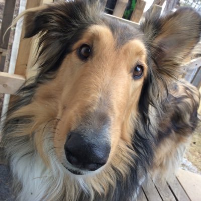 Profile Picture of JimmysMommy (@PamHales2) on Twitter