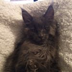 Profile Picture of Joey Borla (@charmingcoon) on Instagram