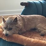 Profile Picture of John Britton (@maisie_norwich) on Instagram