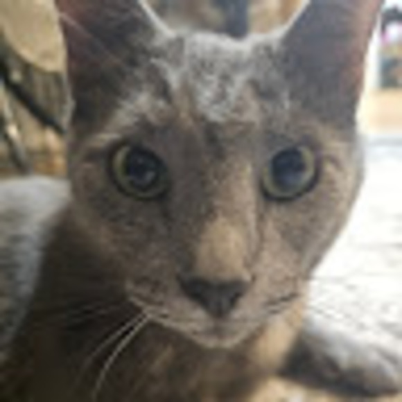 Profile Picture of Madeline Cerniglia (@cermadd) on Poshmark